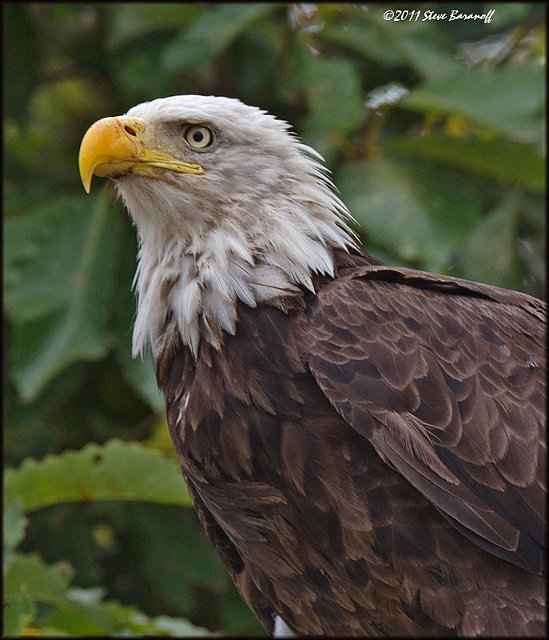 _1SB7973 bald eagle profile.jpg